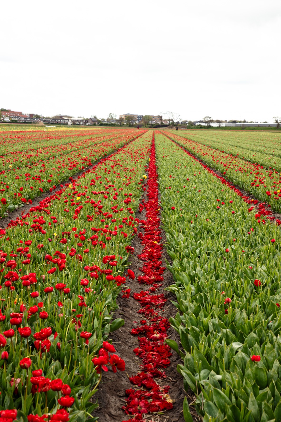 The Tulip Barn, Hillegom 2024