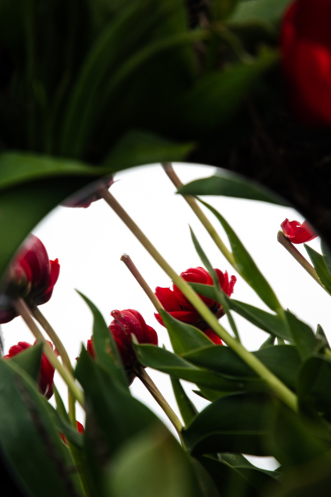 The Tulip Barn, Hillegom 2024