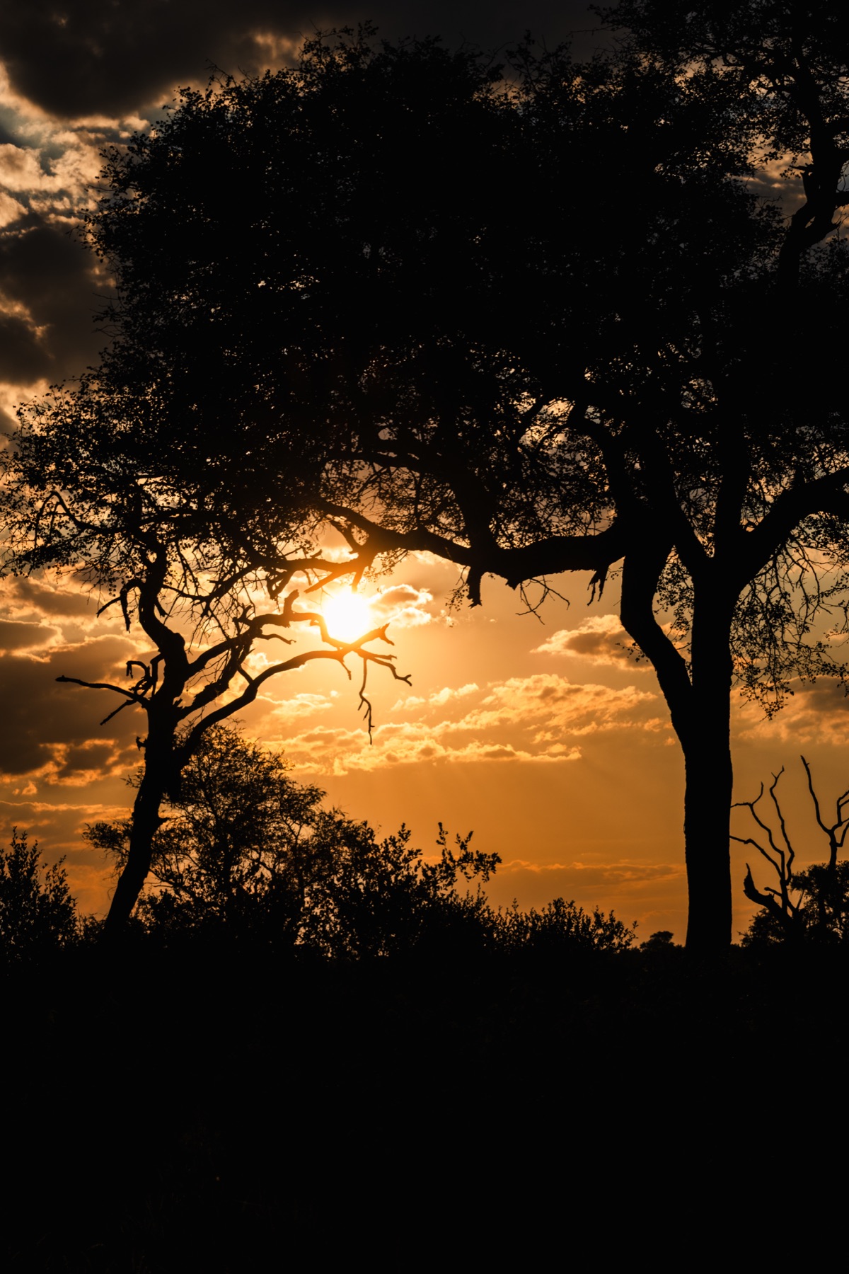 Kruger National Park 2025