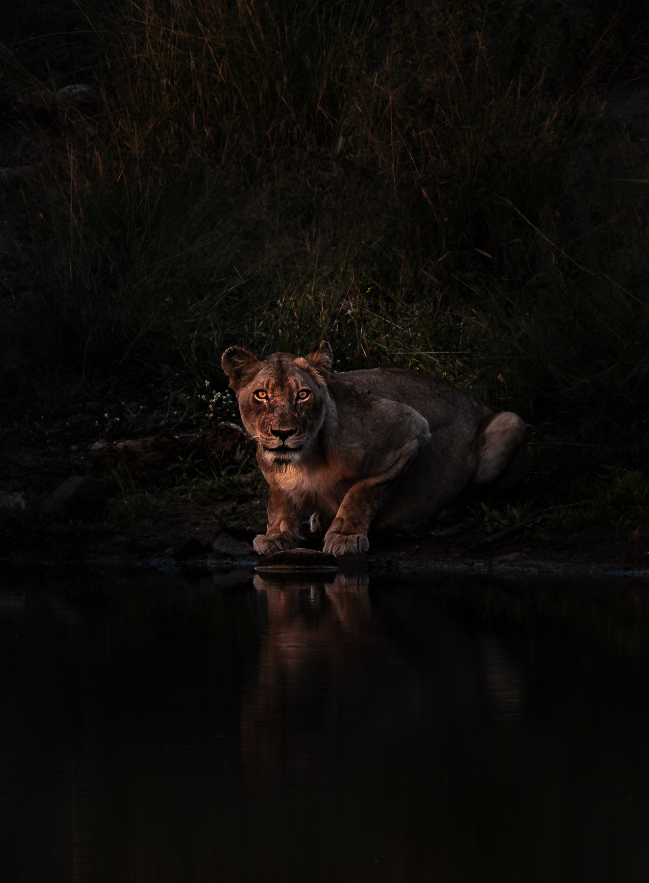 Kruger National Park 2025