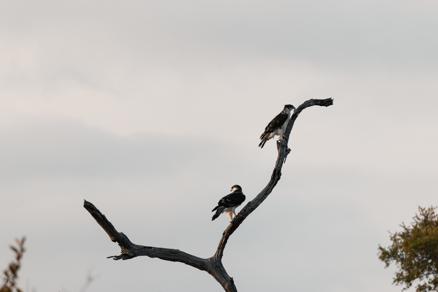 Kruger National Park 2025