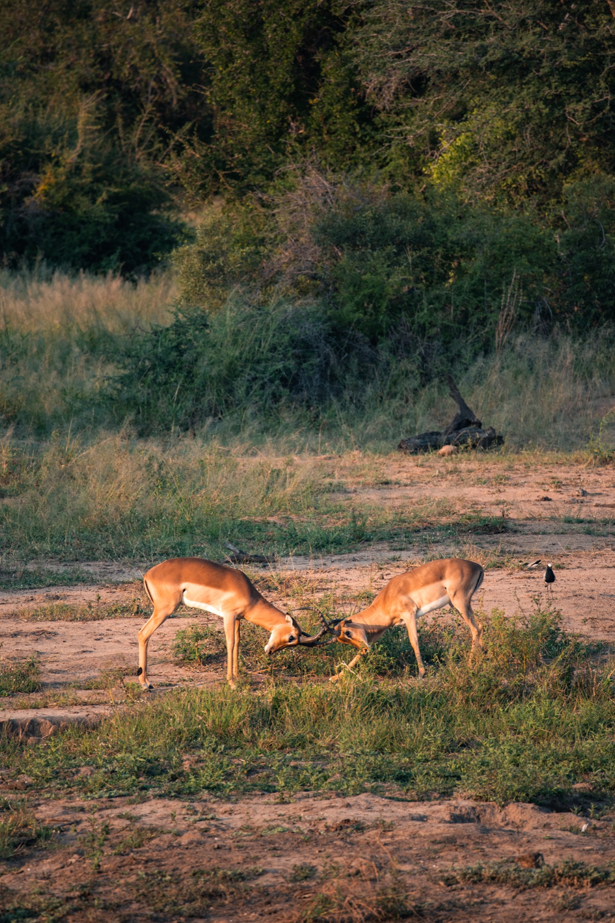 Kruger National Park 2025