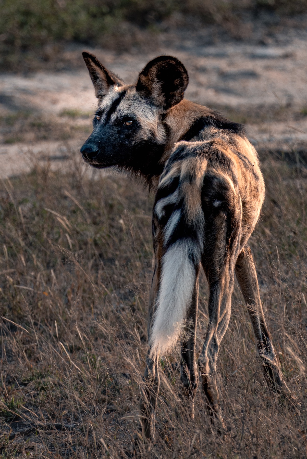 Kruger National Park 2025
