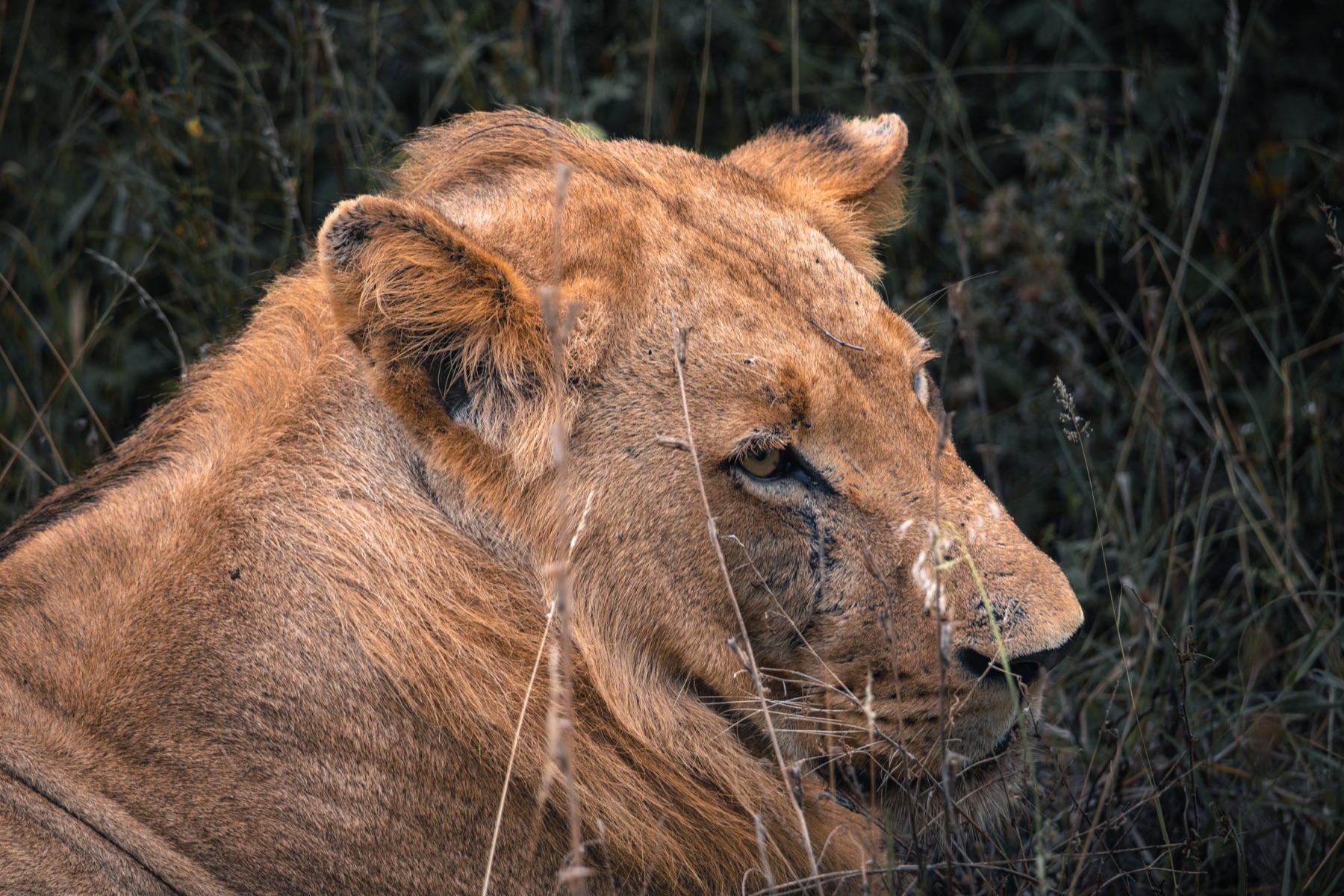 Kruger National Park 2025