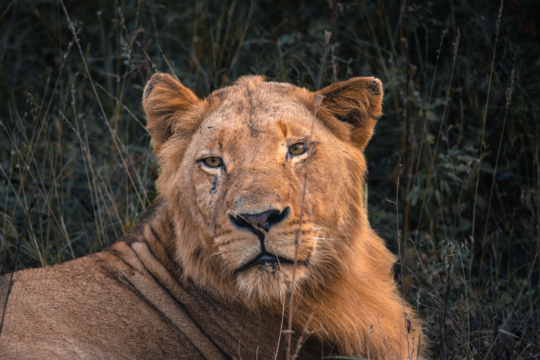 Kruger National Park 2025