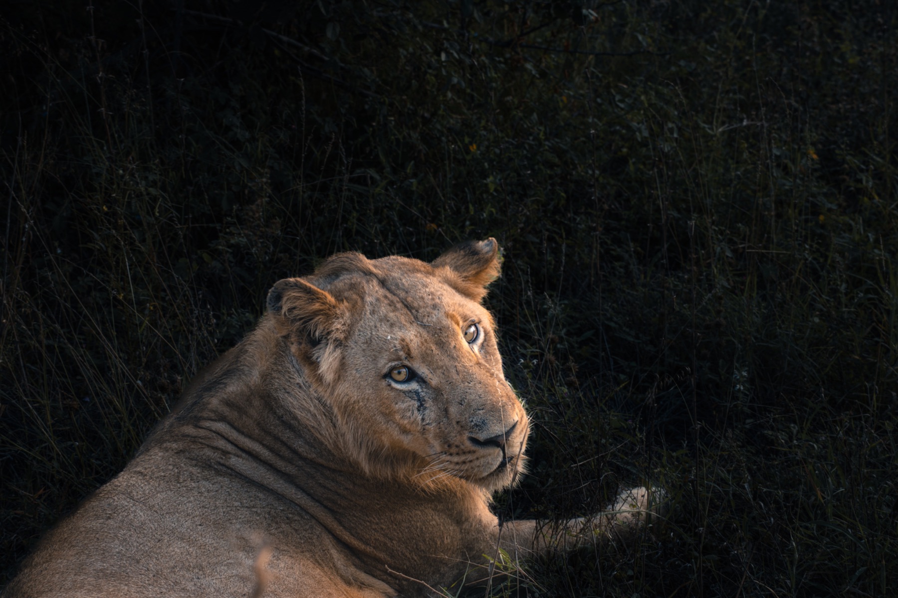 Kruger National Park 2025