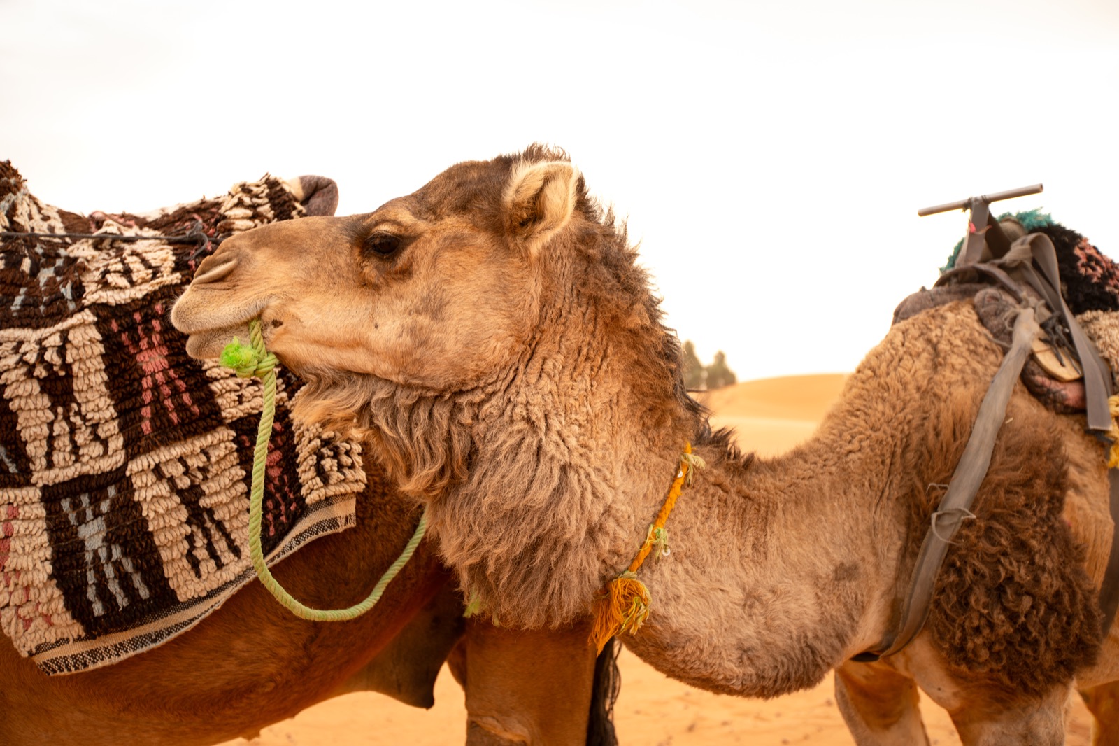 Sahara Desert 2024